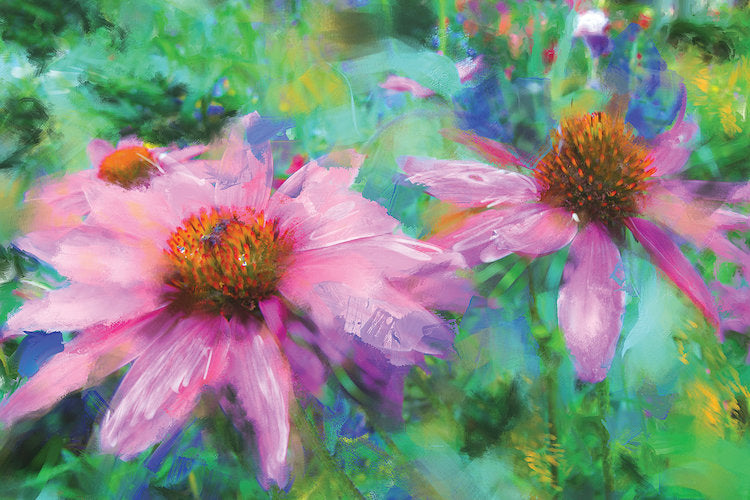 MATTED Echinacea Flower print floral garden